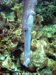 Trumpetfish hunting by Jean-Louis Vaucher 